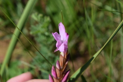 Watsonia canaliculata