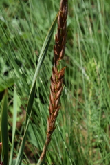 Watsonia canaliculata
