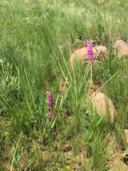 Watsonia canaliculata