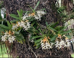 Cyrtorchis arcuata arcuata