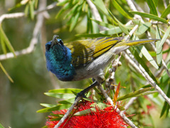 Cyanomitra verticalis