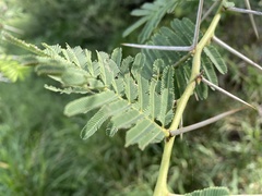 Vachellia sieberiana