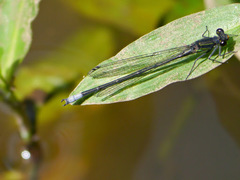 Pseudagrion bicoerulans