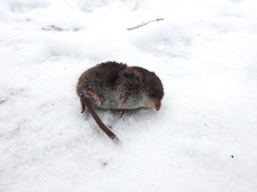 Large-toothed Siberian Shrew (Sorex daphaenodon) — Least Concern Mammalia