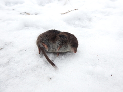 Siberian Large-Toothed Shrew photo 1