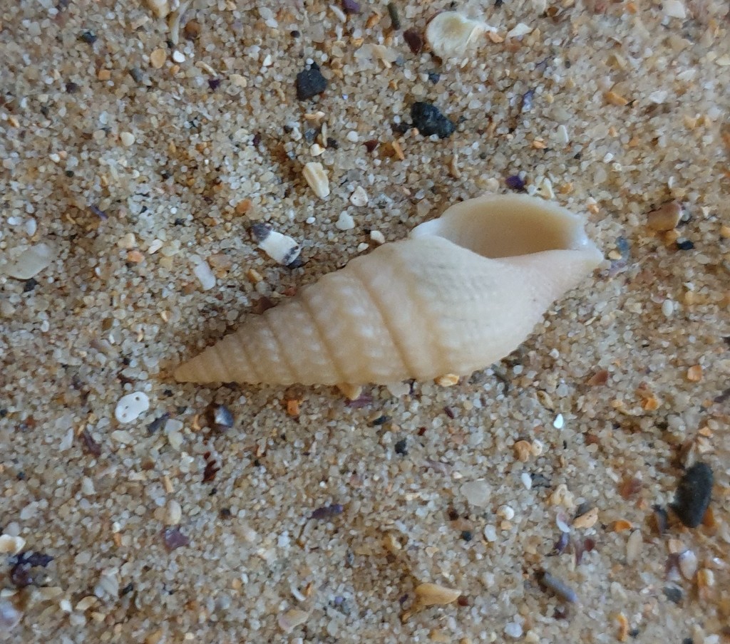 Striated Turrid