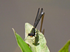 Pseudagrion bicoerulans