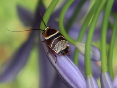 Ellipsidion reticulatum