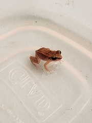 Eleutherodactylus johnstonei