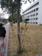 Ternstroemia