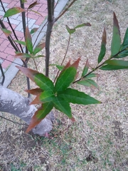 Ternstroemia