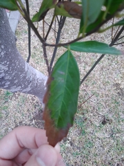 Ternstroemia