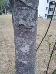 Ternstroemia