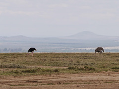 Struthio camelus massaicus