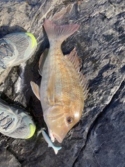 Lethrinus laticaudis