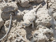 Phrynocephalus helioscopus