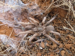 Selenocosmiinae