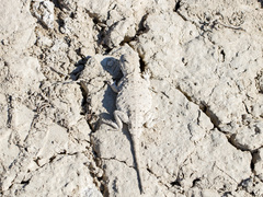 Phrynocephalus helioscopus