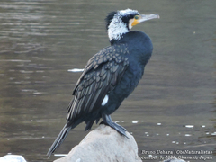 Phalacrocorax carbo