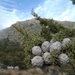 Cuyamaca Cypress - Photo (c) Joey Santore, some rights reserved (CC BY-NC), uploaded by Joey Santore