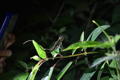 Diploderma polygonatum xanthostomum