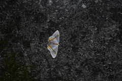 Macrocilix mysticata