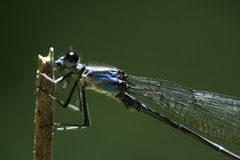 Argia ulmeca