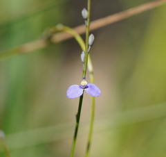Comesperma defoliatum