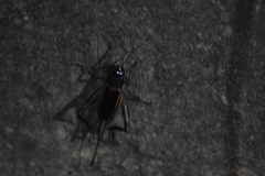 Teleogryllus mitratus