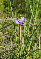 Patersonia occidentalis