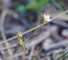 Mitrasacme polymorpha