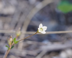 Mitrasacme polymorpha