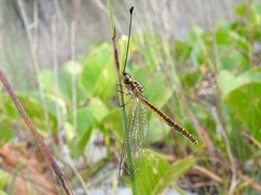 Suhpalacsa dietrichiae