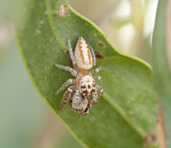 Opisthoncus alborufescens