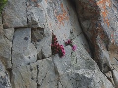 Brachysiphon rupestris