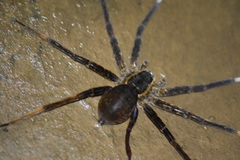 Dolomedes raptor