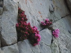 Brachysiphon rupestris