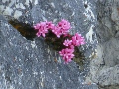 Brachysiphon rupestris