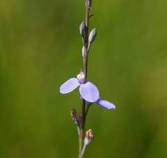 Comesperma defoliatum