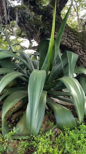 pulque agave