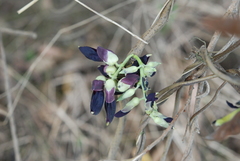 Mucuna pruriens utilis
