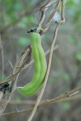 Mucuna pruriens utilis