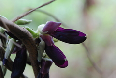 Mucuna pruriens utilis