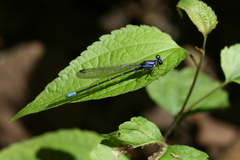 Argia ulmeca