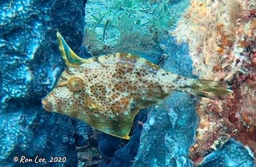 Rough Leatherjacket, photo 6 of 10
