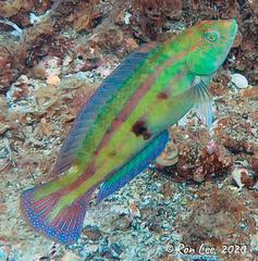 Patrician Wrasse photo 3