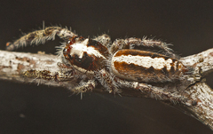 Sandalodes bipenicillatus