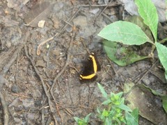Lexias aeropa