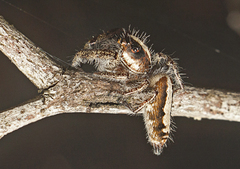 Sandalodes bipenicillatus