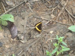 Lexias aeropa